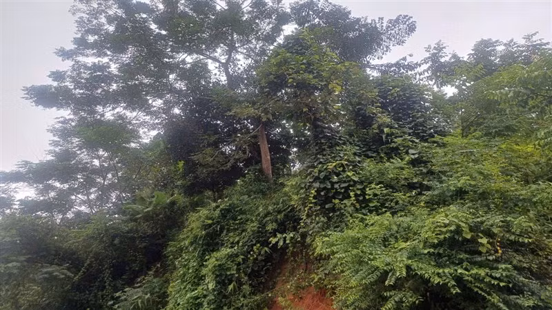 Phía trên ngọn đồi cạnh đó, gia đình chị Đoàn Thị Minh, không đồng ý thỏa thuận san gạt đồi, vẫn đang ở trên đồi.