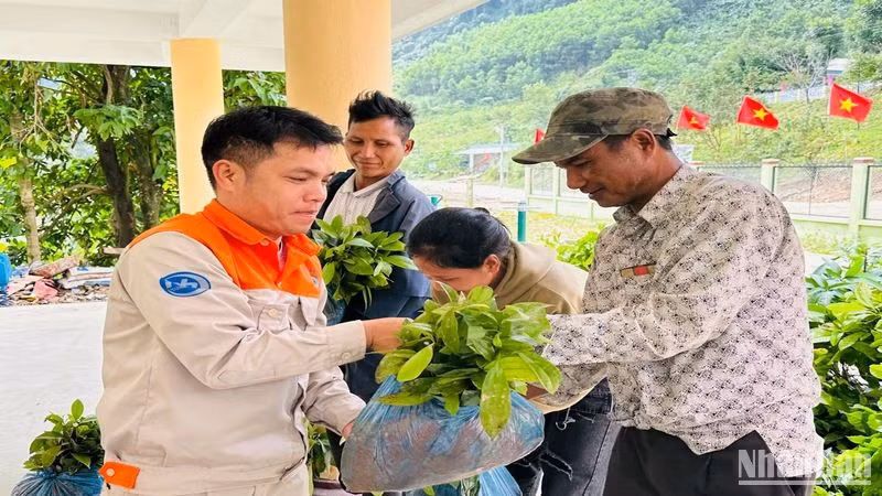 Trao cây quế cho các hộ dân sống quanh vùng có nhà máy thủy điện.