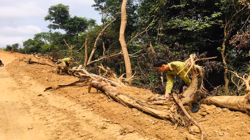 Tại khu vực diện tích rừng bị phá hình thành tuyến đường dài khoảng 1km đi xuyên qua khu rừng tự nhiên.