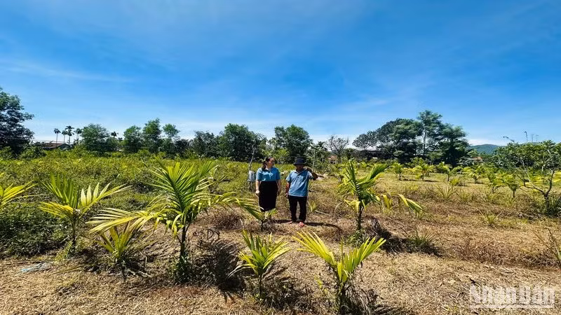 Vườn cây trồng chuyên canh của ông Ngô Hữu Trung sẽ được hỗ trợ di chuyển đến vườn mới.