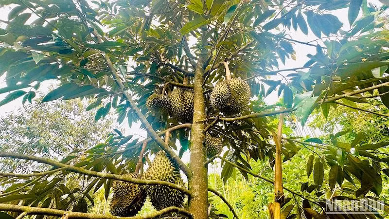 Sầu riêng và nhiều giống cây ăn trái có giá trị kinh tế cao phù hợp ở miền núi Quảng Ngãi.