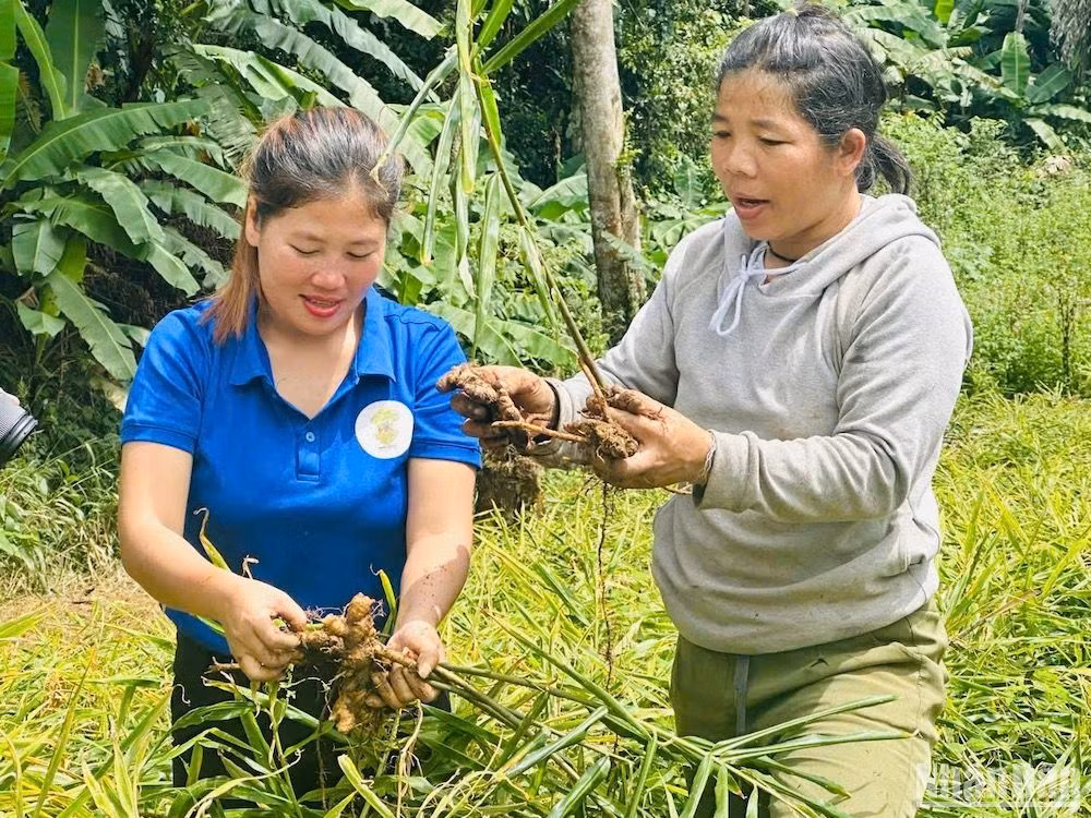Thu hoạch gừng sẻ ở xã biên giới Ga Ri, huyện Tây Giang.