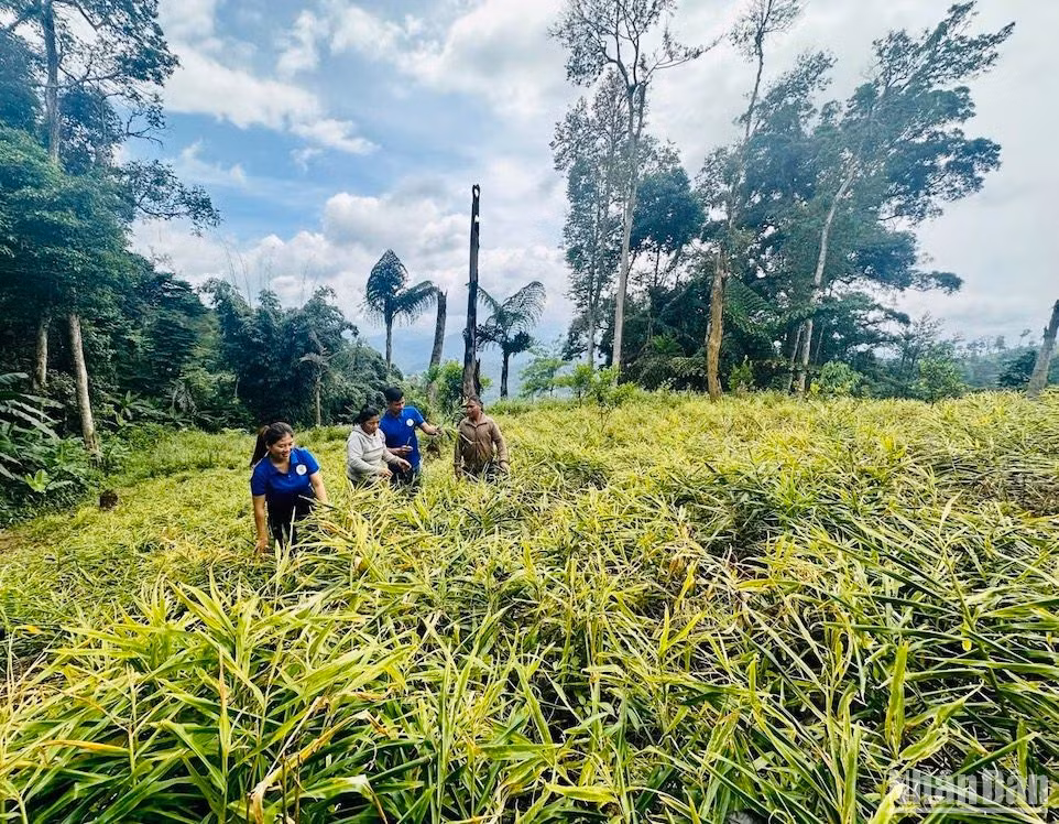 Trồng dược liệu dưới tán rừng giúp người dân miền núi tỉnh Quảng Nam nâng cao thu nhập.