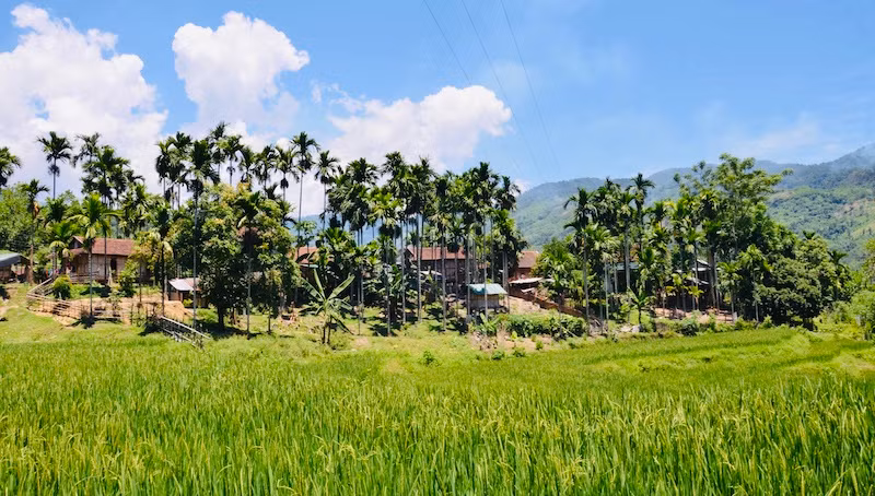 Chủ động mở rộng vùng nguyên liệu cau tươi hướng đến xuất khẩu.