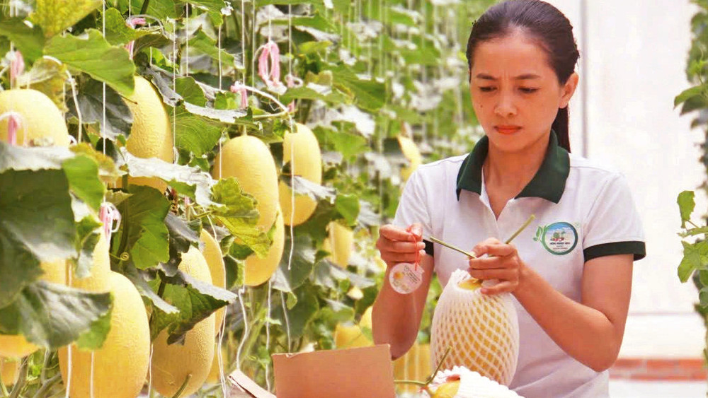 Nhờ sản xuất theo quy trình ứng dụng công nghệ cao, các sản phẩm của Công ty cổ phần Nông nghiệp sạch Ðắk Nông đều đạt tiêu chuẩn GlobalGAP, được thị trường trong và ngoài nước đón nhận.