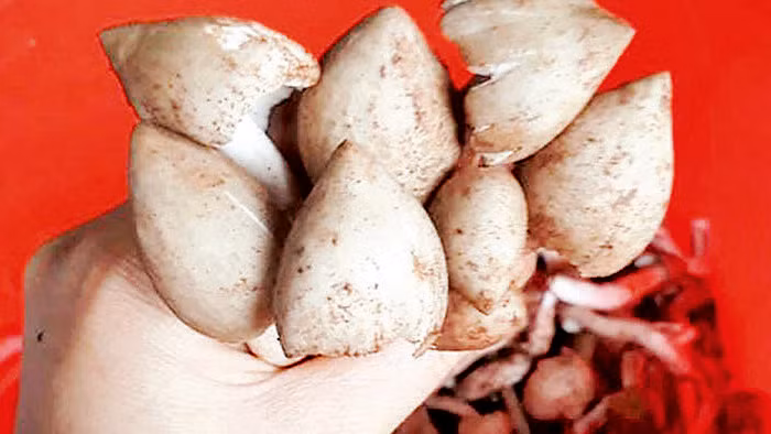 Nấm mối có thể chế biến thành nhiều món ăn hấp dẫn như: xào, nấu canh, nấu cháo, kho, nấu súp, làm bánh xèo...