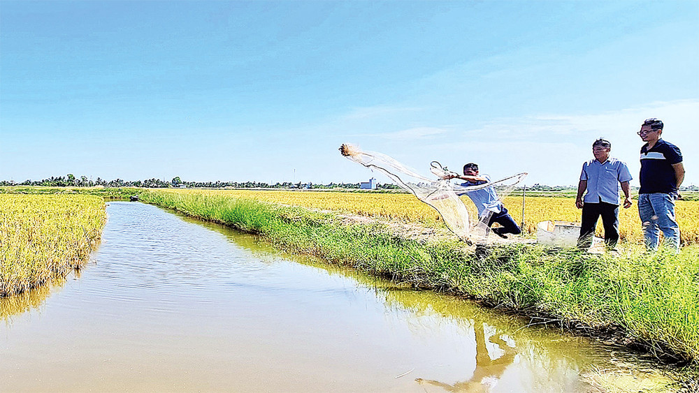 Khu vực nuôi tôm càng xanh trên đồng lúa hữu cơ của xã Trí Lực, huyện Thới Bình.