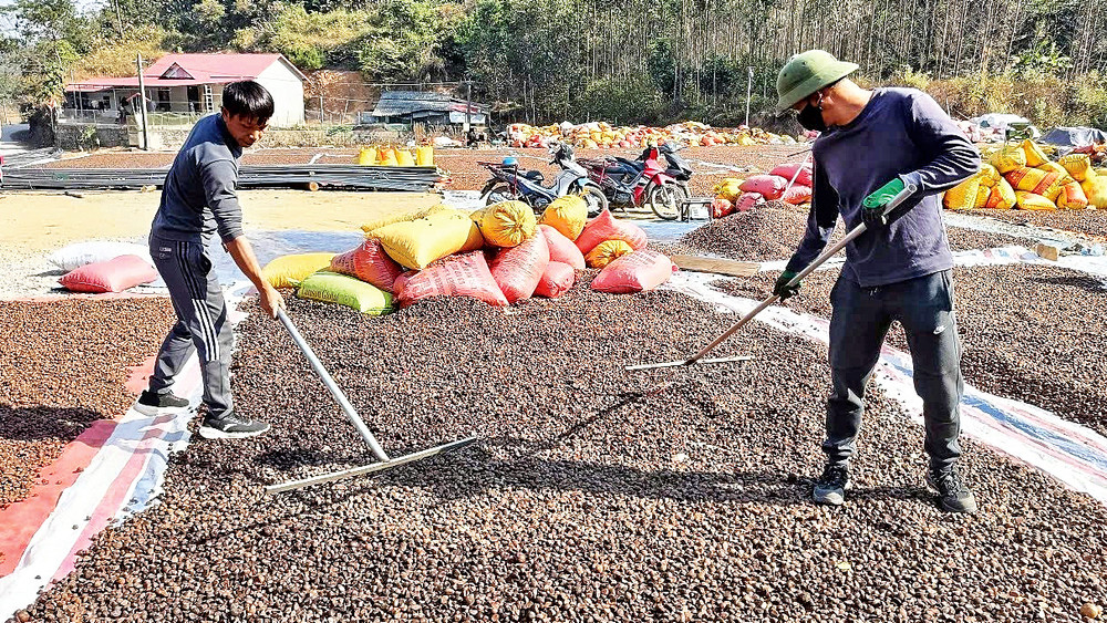 Người dân thôn Yên Hạ, xã Yên Trạch, huyện Cao Lộc (tỉnh Lạng Sơn) phơi khô quả sở để chế biến tinh dầu sở.