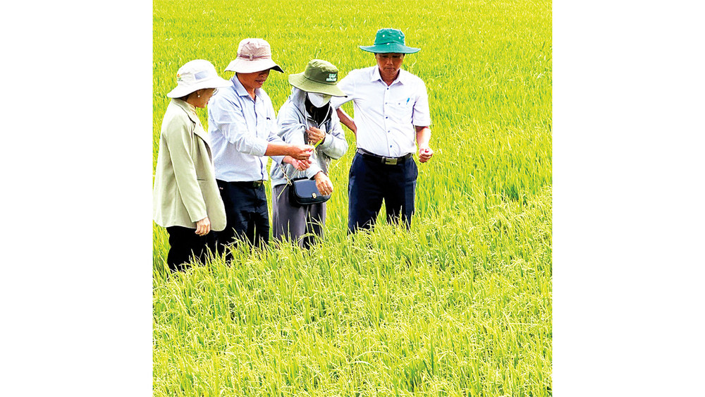 Cán bộ ngành nông nghiệp tỉnh Sóc Trăng hướng dẫn nông dân chăm sóc lúa chất lượng cao. 