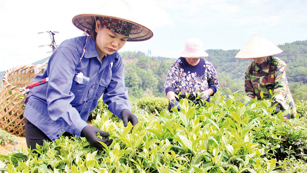 Người dân ở xã Lâm Ca, Ðình Lập (Lạng Sơn), đưa cây chè vào trồng, góp phần xóa đói, giảm nghèo.