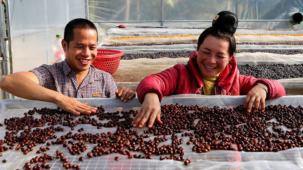  Xã viên Hợp tác xã Aratay Coffee (xã Chiềng Chung, huyện Mai Sơn, tỉnh Sơn La) sàng lọc hạt cà-phê.