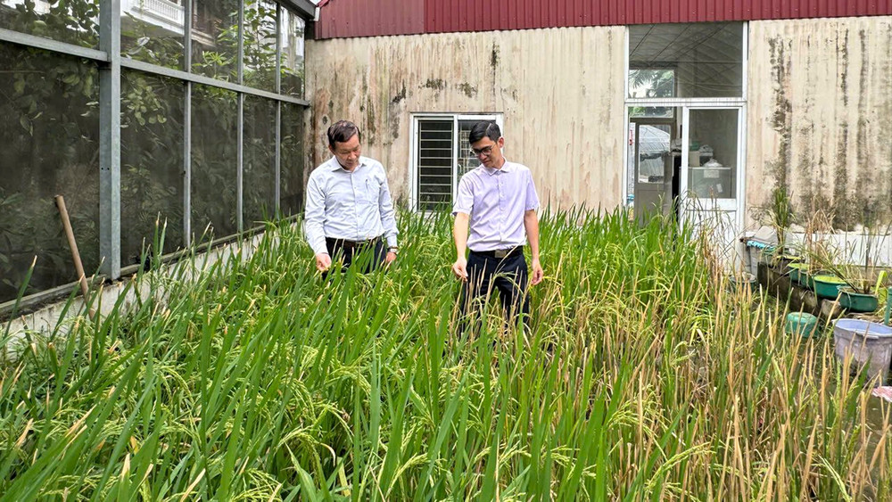Khu thực nghiệm nghiên cứu giống lúa của Viện Di truyền nông nghiệp.