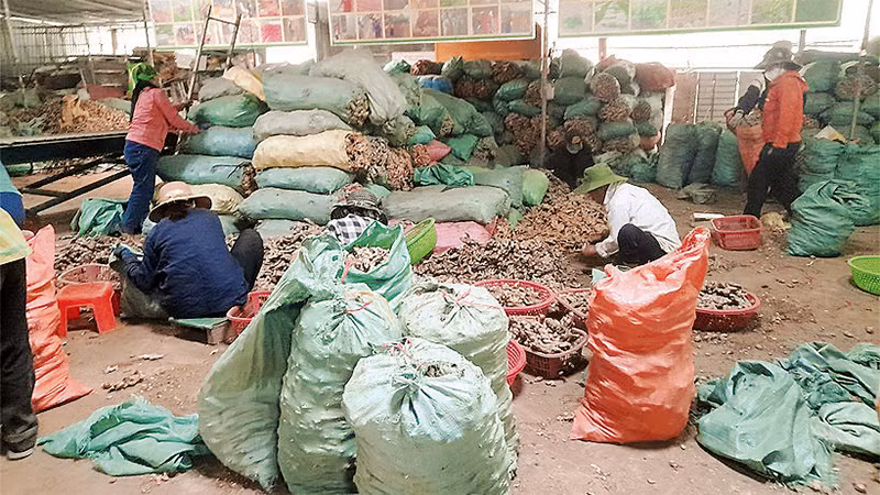 Phân loại và sơ chế gừng tại HTX Dịch vụ nông nghiệp, tiểu thủ công nghiệp Hương Sơn. (Ảnh LỮ PHÚ)