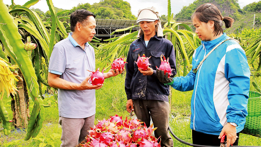 Sản phẩm thanh long của Sơn La đã xuất khẩu sang thị trường Nga, Ba Lan, Séc, Pháp, Hà Lan, Ấn Ðộ…