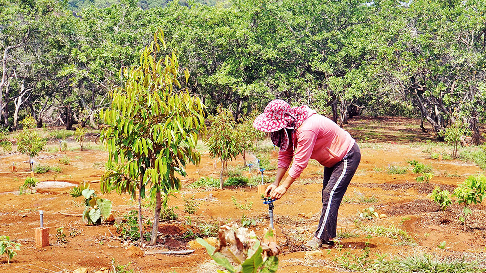 Theo quy hoạch, đến năm 2025, Ðắk Nông phát triển 5.000 ha sầu riêng, nhưng hiện đã lên tới khoảng 6.500 ha.
