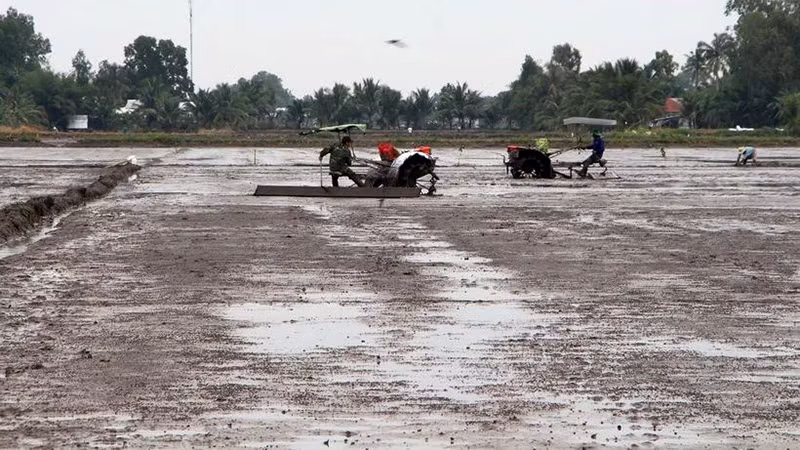 Nông dân xã Xà Phiên, huyện Long Mỹ, tỉnh Hậu Giang làm đất chuẩn bị gieo sạ lúa đông-xuân 2023-2024. (Ảnh TTXVN)