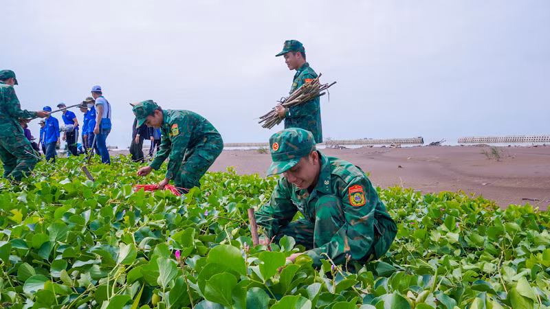 Hơn 13.000 cây phi lao góp phần hỗ trợ địa phương khôi phục lại diện tích đất rừng đã mất.