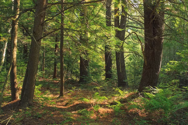 Độ che phủ của rừng có xu hướng giúp đất giữ được độ ẩm. Ảnh: Nicholas T/ Flickr.