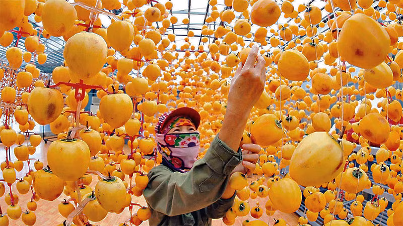 Thành viên HTX Trường Gia Phát, TP Đà Lạt, Lâm Đồng, thực hiện quy trình sản xuất hồng treo.