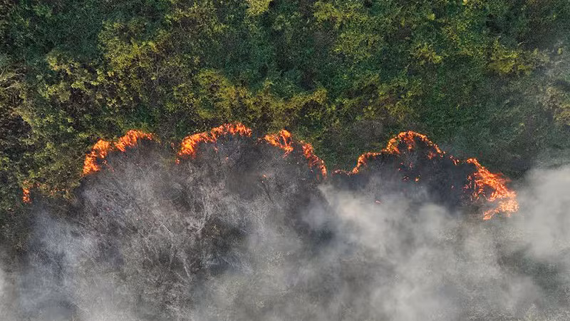 Cháy rừng tàn phá thảm thực vật tại Brazil. (Ảnh: REUTERS)