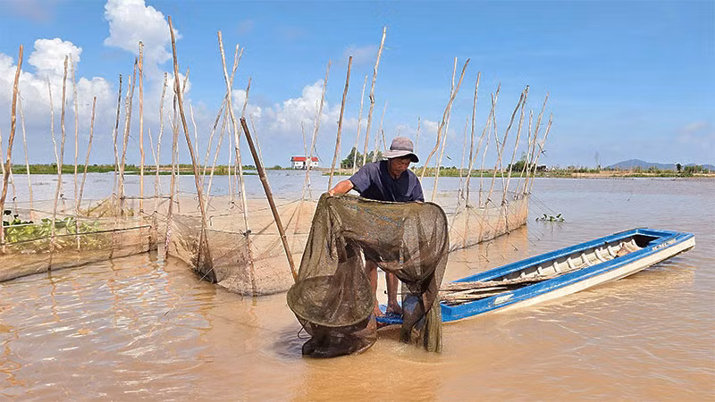 Ở xã Nhơn Hội, huyện An Phú, tỉnh An Giang, cánh đồng nước ngập khoảng 1,2m, cá chạy nhiều, ngư dân phấn khởi. Ở xã Nhơn Hội, huyện An Phú, tỉnh An Giang, cánh đồng nước ngập khoảng 1,2m, cá chạy nhiều, ngư dân phấn khởi.