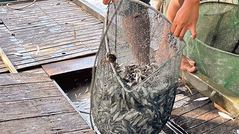 Ngư dân vùng đầu nguồn biên giới An Giang thu hoạch cá linh non. Ngư dân vùng đầu nguồn biên giới An Giang thu hoạch cá linh non.