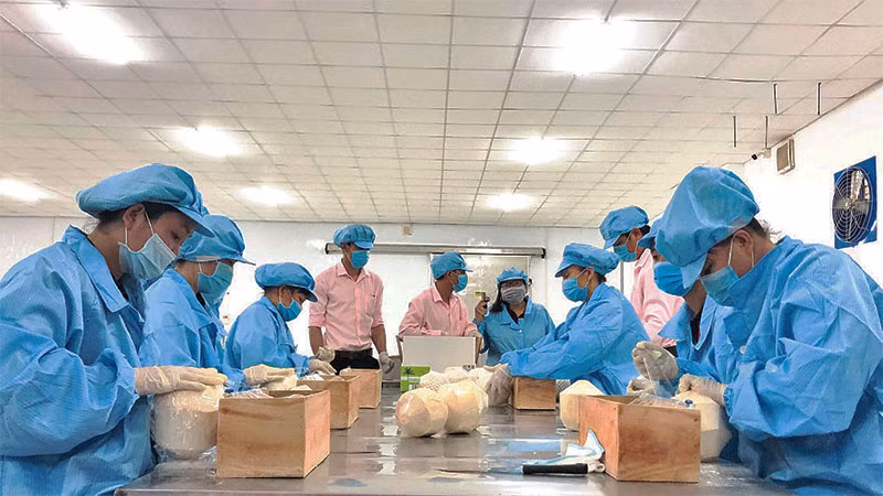 Sơ chế, xuất khẩu sản phẩm dừa tươi của Bến Tre.