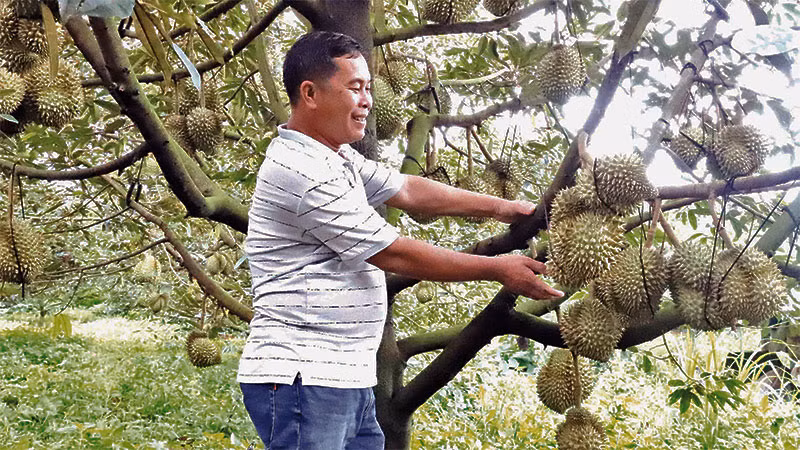 Nhiều gia đình ở Đắk Lắk trở nên khá giả nhờ trồng sầu riêng.