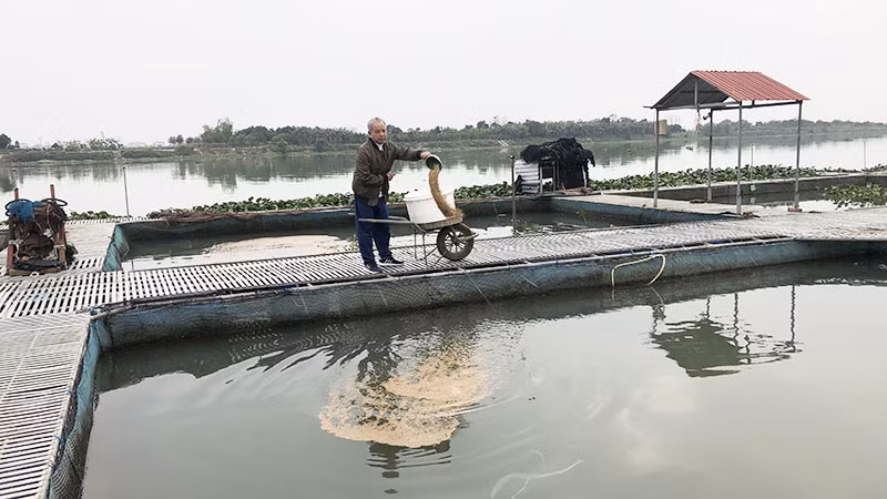 Gia đình ông Nguyễn Văn Thường, phường Nam Đồng, thành phố Hải Dương (tỉnh Hải Dương) có doanh thu hàng chục tỷ đồng mỗi năm nhờ nuôi cá lồng.