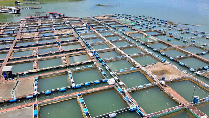 Nuôi cá lồng trên lòng hồ sông Đà.