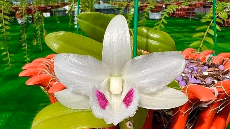 Mạng xã hội xuất hiện nhiều thông tin lan đột biến đang sốt giá trở lại. (Ảnh: VĂN BÌNH)