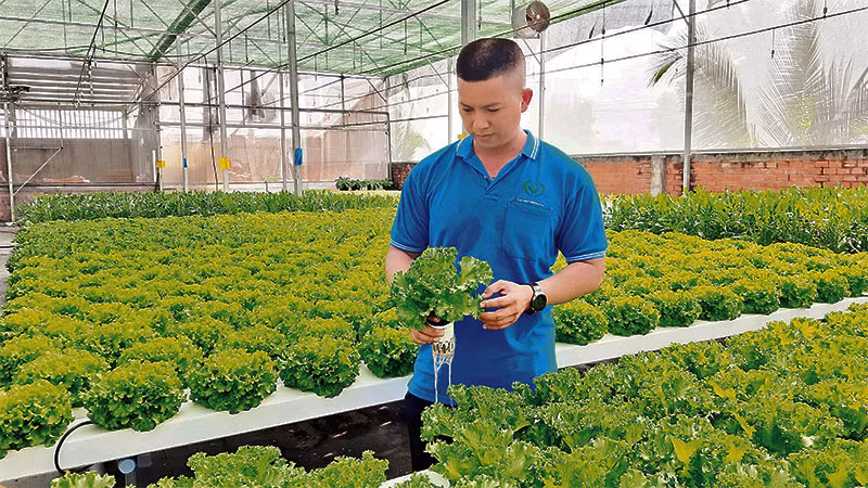 Hệ thống phun sương tự động trồng rau thủy canh ứng dụng công nghệ IoT của Hợp tác xã Nông nghiệp Tuấn Ngọc, thành phố Thủ Đức.