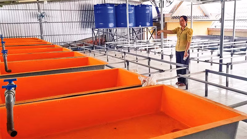 Gia đình chị Phan Thị Diệu bị thiệt hại do mở rộng diện tích sản xuất nhưng chưa thả nuôi lươn.