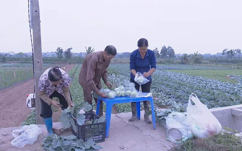 Thu hoạch rau ở Hợp tác xã Phù Vân, thành phố Phủ Lý (Hà Nam).