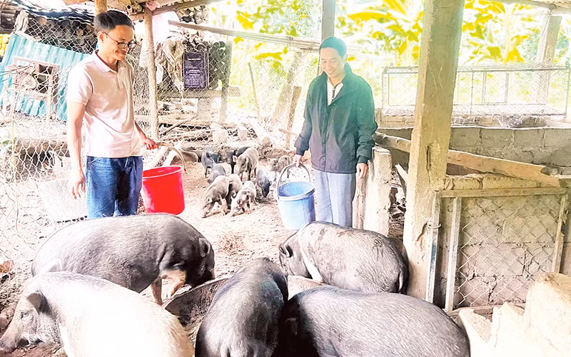 Anh Hồ Văn Thằn (trái) giới thiệu mô hình chăn nuôi lợn bản.