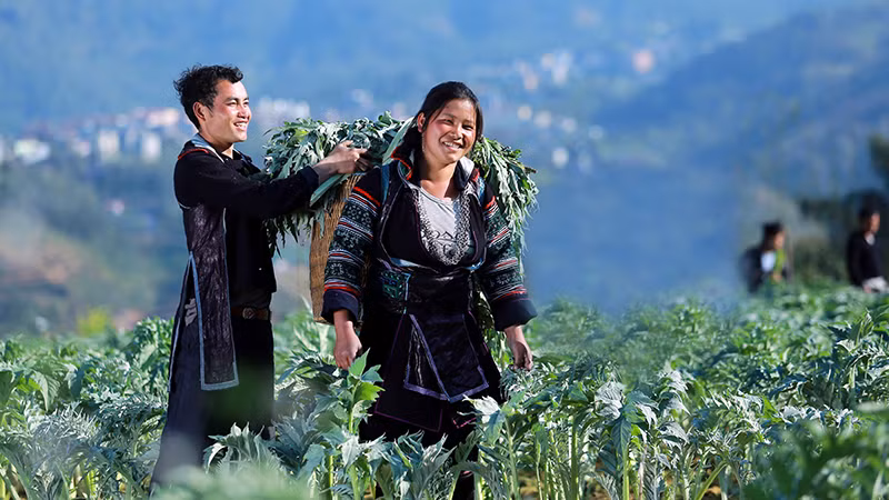 Mùa thu hoạch atisô ở Sa Pa (Lào Cai). (Ảnh HOÀNG LIÊN)