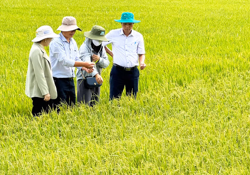 Ngành nông nghiệp Sóc Trăng tích cực hỗ trợ nông dân ứng phó xâm nhập mặn.