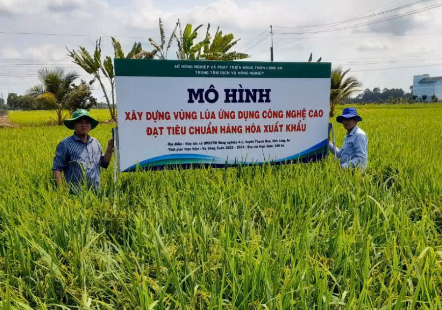 Long An triển khai mô hình trong Đề án 1 triệu ha lúa chất lượng cao xuất khẩu.