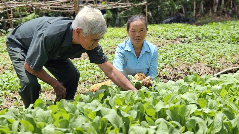 Cựu Chiến binh xã Vĩnh Thuận (huyện Vĩnh Hưng, tỉnh Long An) thăm mô hình trồng rau của gia đình bà Lương Thị Mơ.