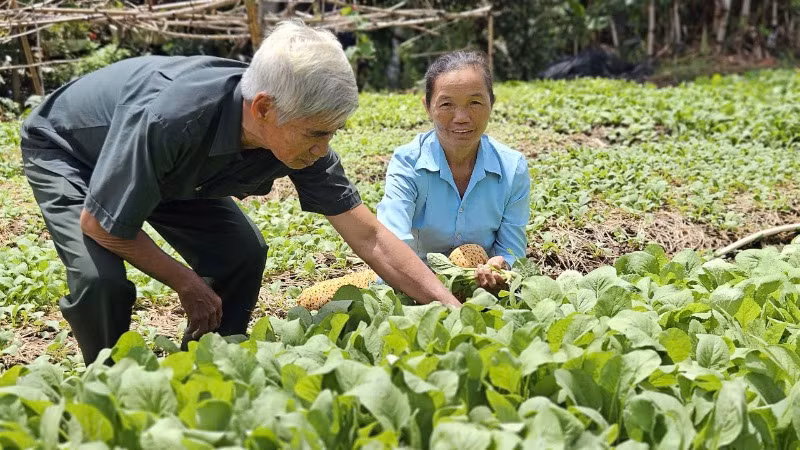 Cựu Chiến binh xã Vĩnh Thuận (huyện Vĩnh Hưng, tỉnh Long An) thăm mô hình trồng rau của gia đình bà Lương Thị Mơ.