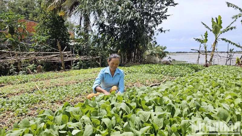 Bà Lương Thị Mơ, ấp Kinh Mới, xã Vĩnh Thuận, thoát nghèo từ nguồn "quỹ góp vốn xoay vòng" do Hội Cựu chiến binh xã Vĩnh Thuận vận động hội viên đóng góp.