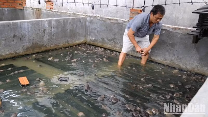 Mô hình nuôi ếch đã giúp người dân nghèo, cận nghèo có sinh kế vươn lên thoát nghèo bền vững.