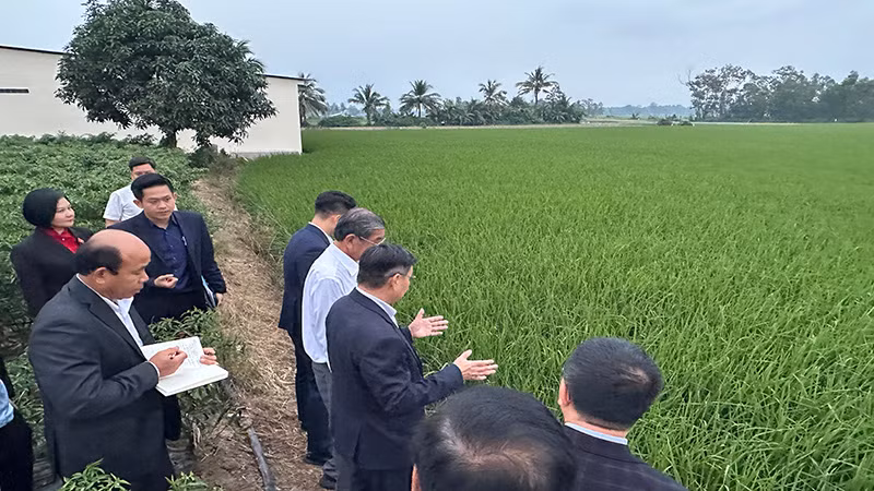 Tham quan vùng trồng lúa giống ST25 tại Sóc Trăng.