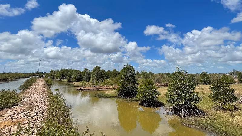 Vùng ven biển Sóc Trăng đang phát triển vùng nuôi thủy sản kết hợp rừng ngập mặn