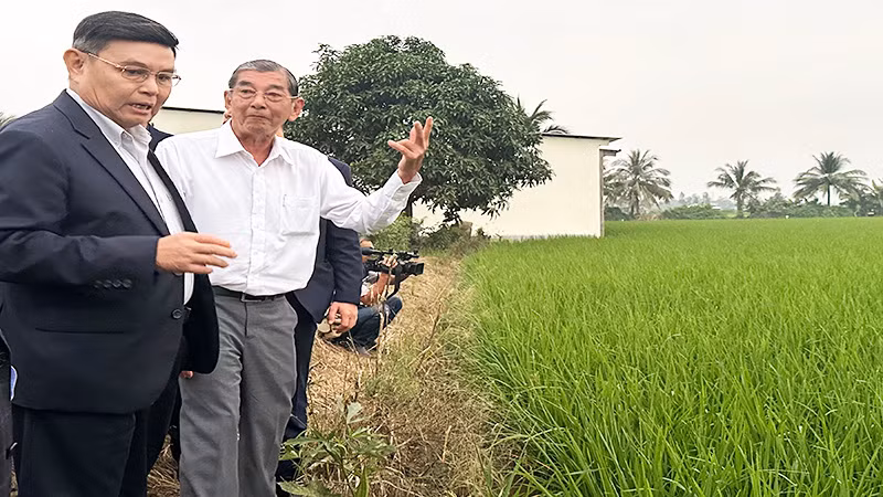 Anh hùng Lao động Hồ Quang Cua thuyết minh quy trình sản xuất lúa ST25.