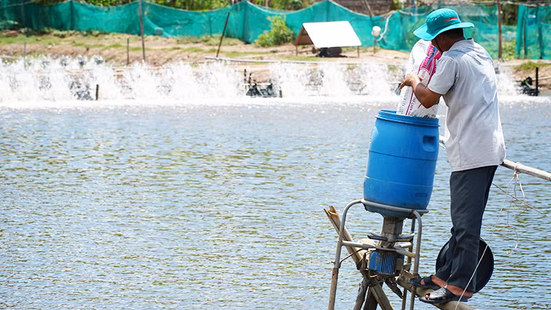 Mô hình nuôi tôm nước lợ tại Sóc Trăng.