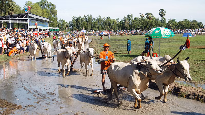 Lễ hội đua bò Bảy Núi trong dịp Lễ Sene Dolta.