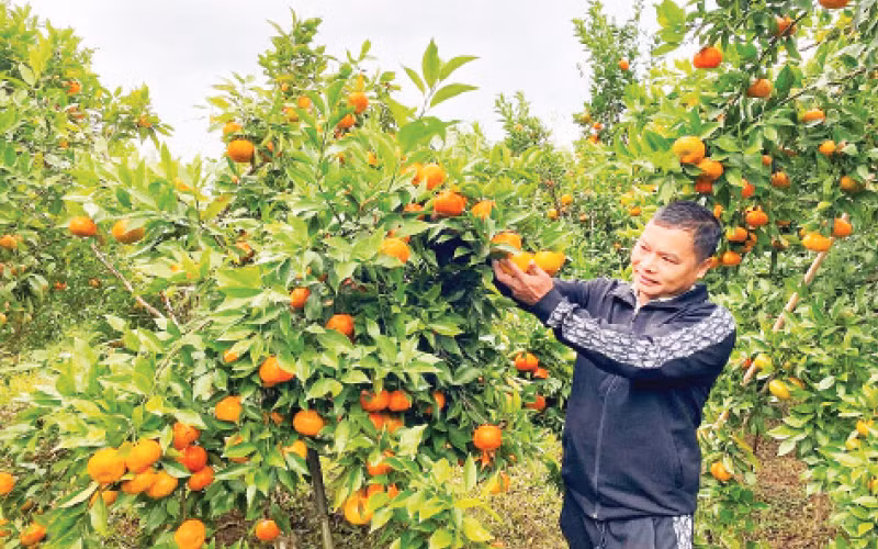 Một mô hình trồng cây ăn quả mang lại thu nhập cao của nông dân huyện Na Rì.