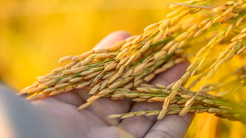 Gạo nếp xoắn Tân Trào. (Ảnh: Internet)