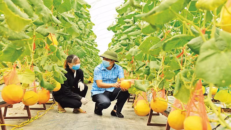 Cán bộ Phòng Nông nghiệp và Phát triển nông thôn huyện Yên Dũng thăm khu trồng dưa hoàng hậu của Hợp tác xã Rau sạch Yên Dũng. (Ảnh: Báo Bắc Giang)